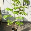 Grafted Pulasan Fruit Tree | Nephelium Mutabile Rambutan