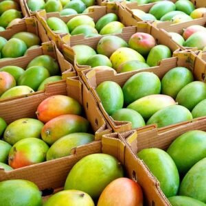 Buy 20 Pounds Tropical Mangos Fruit Box | Fresh & Juicy Mangos Delivered USA