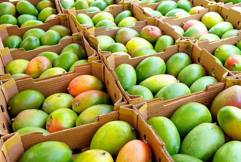 20-Pounds-Tropical-Mangos-Fruit-Box.jpg