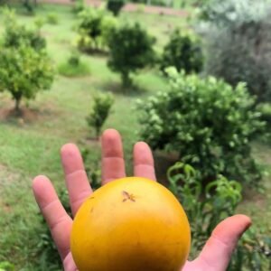 Best Abiu Fruit Box | Pouteria Caimito | fast Delivery