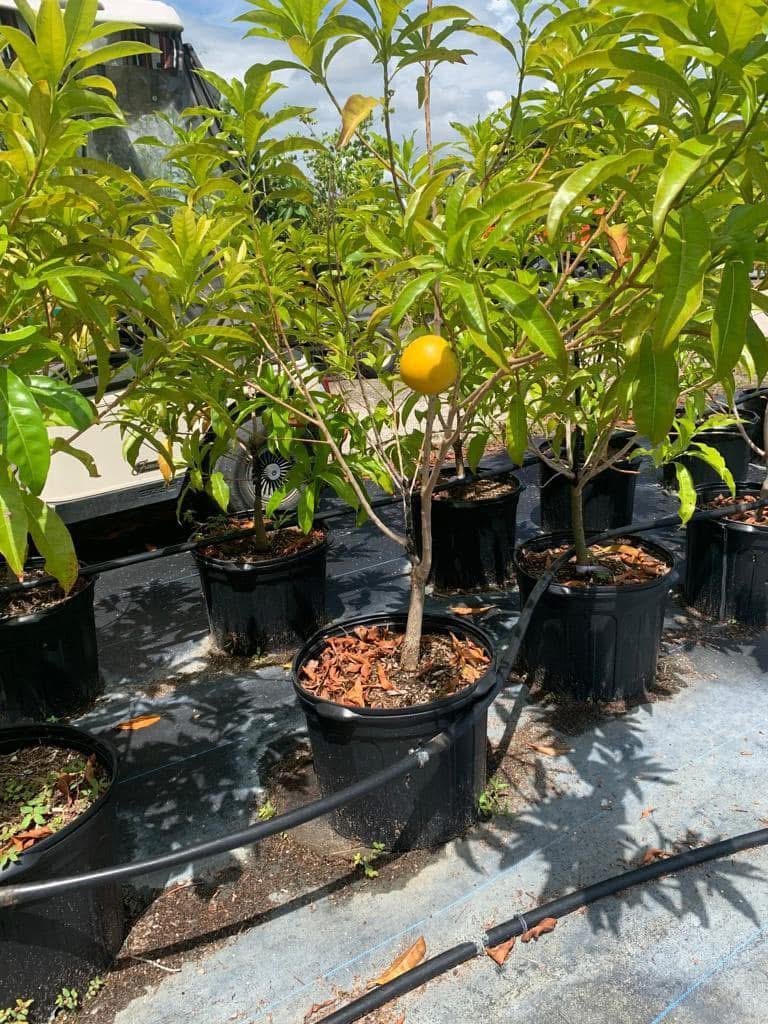 Abiu-Fruit-Grow-guide.jpeg