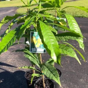Premium Grafted Abiu Tree | Poutera Caimito Plant