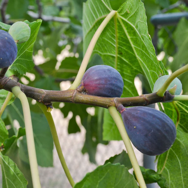 Black-Mission-Fig-Fruit-Box.webp