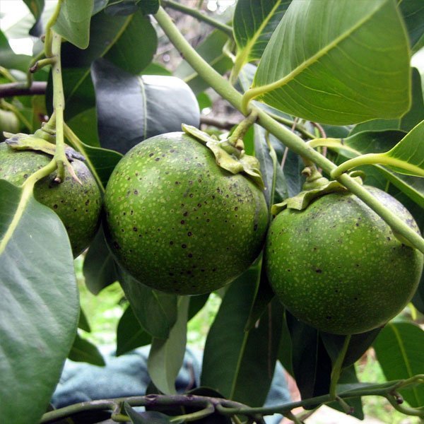 Black-Sapote-Fruit-Box.jpg