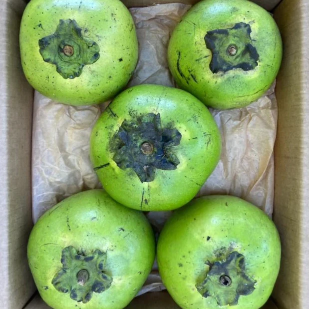 Black-Sapote-Fruit-Box.webp