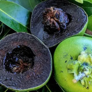 Buy Black Sapote Fruit Box USA | Tropical Fruits Delivery
