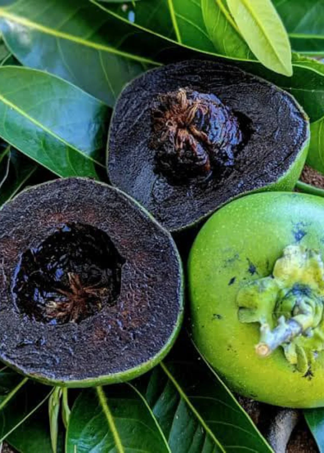 Black-Sapote-Fruit-Boxs.webp