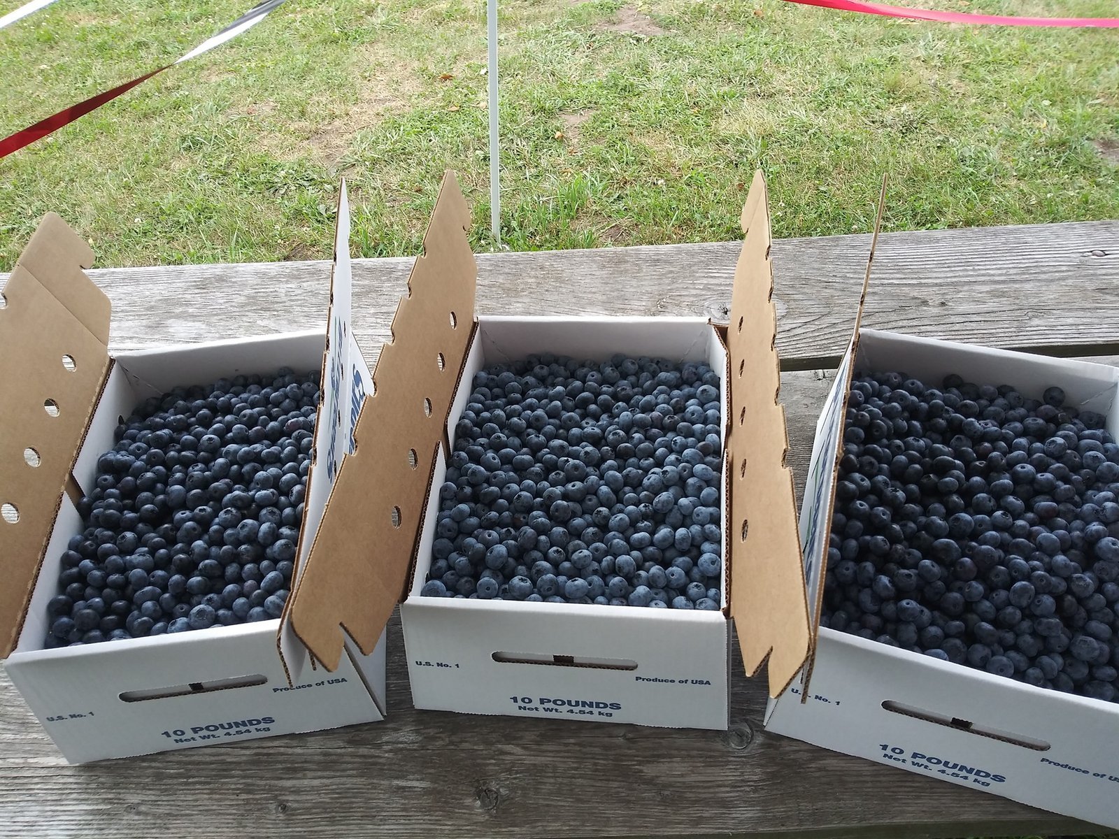 Blue-Berry.jpg