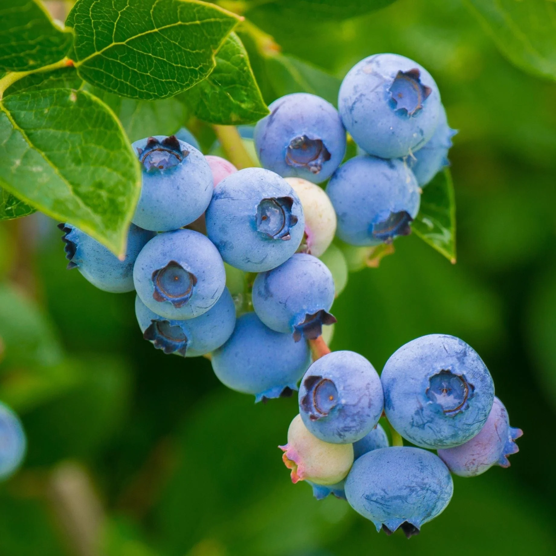 Blue-BerryS.webp