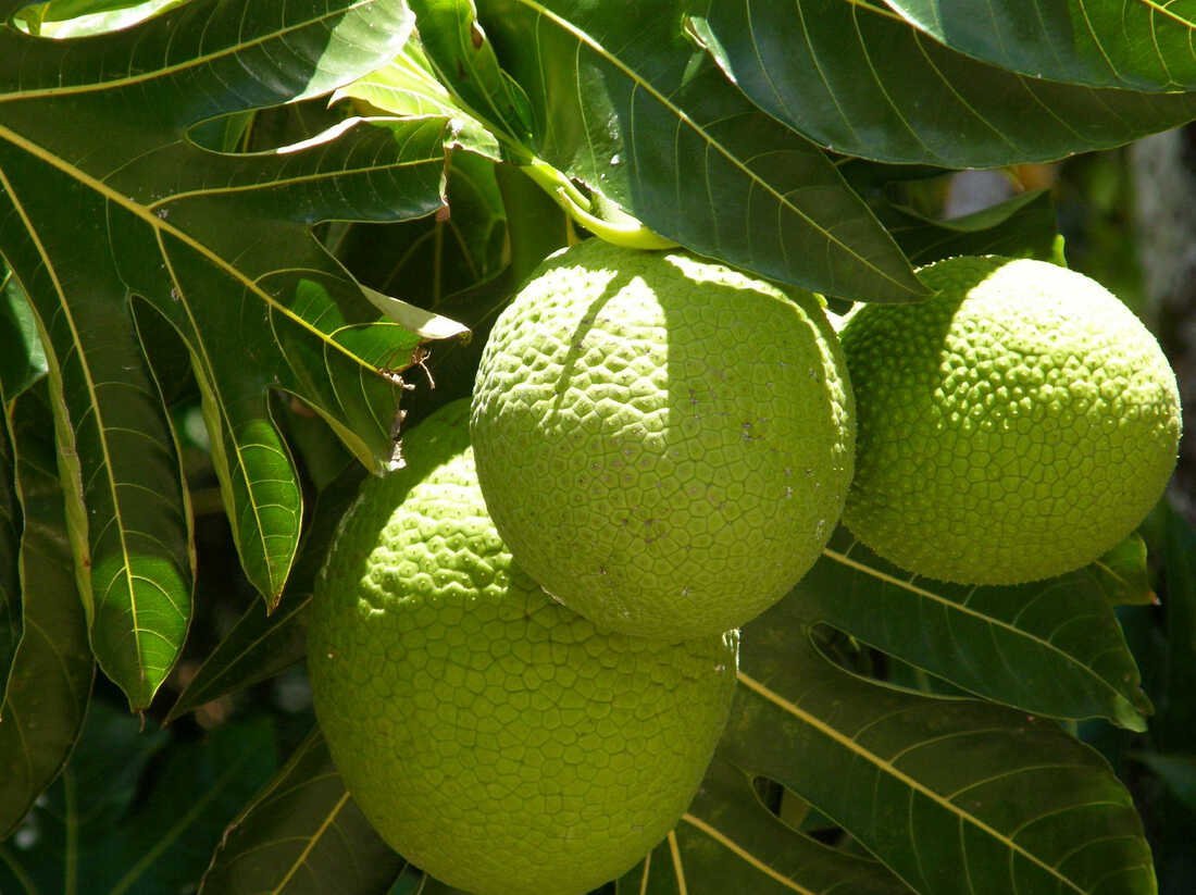 Breadfruit-Tropical-Box.jpg