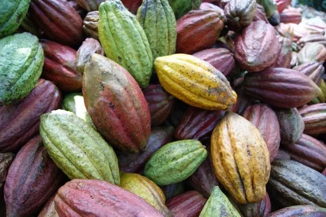 Cacao-Fruit-Boxes.webp