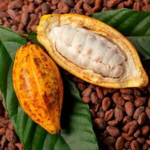 Buy Cacao Gift Fruit Box | Fresh Cocoa Beans Pods
