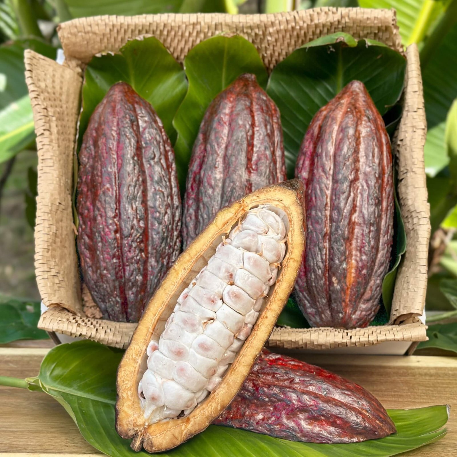Cacao-Gift-Fruit-Box-Fresh-Cocoa-Beans.jpg