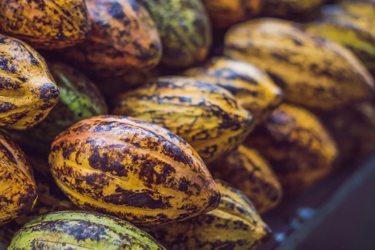 Cacao-Gift-Fruit-Boxs.webp