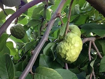 Cherimoya-Fruit-Boxss.jpg