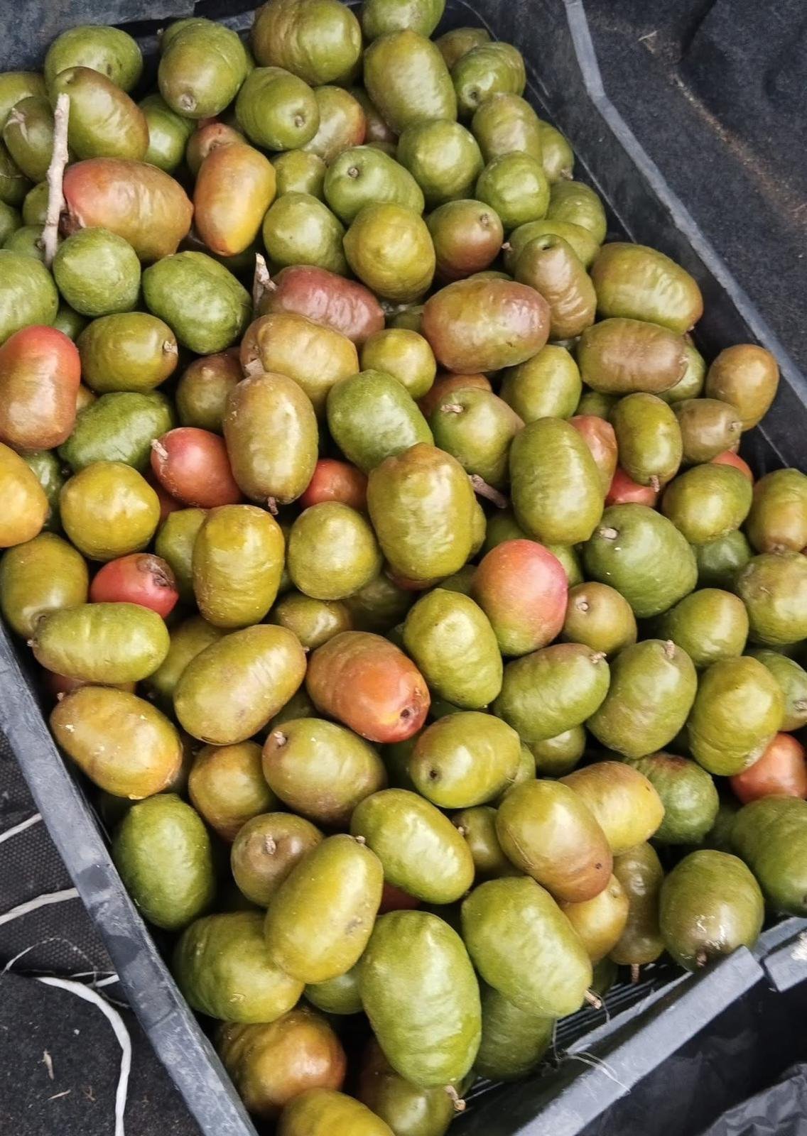 Ciruela-fresh-fruits.jpeg