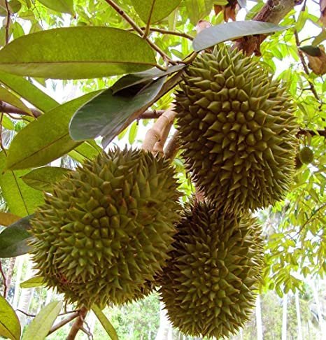 Durian-Fruit-BoxSS.jpg