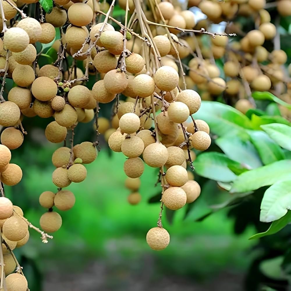 Fresh-Longan-Tropical-Fruit-Boxs.jpg