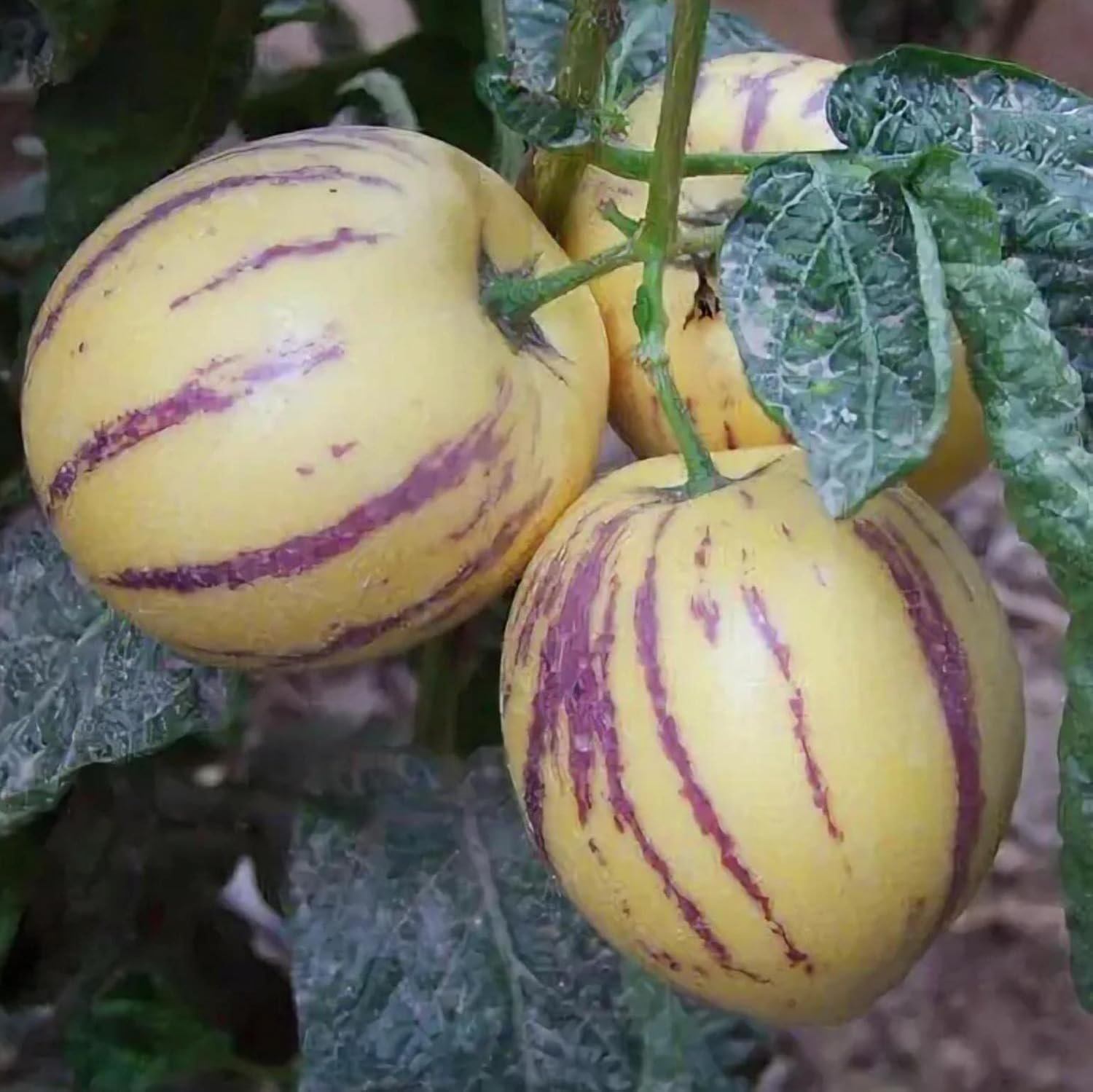 Fresh-Pepino-Melons-Fruit.jpg