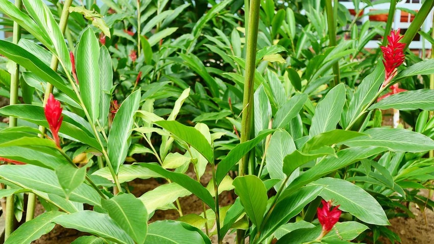 Ginger-Seeds-Pack.webp