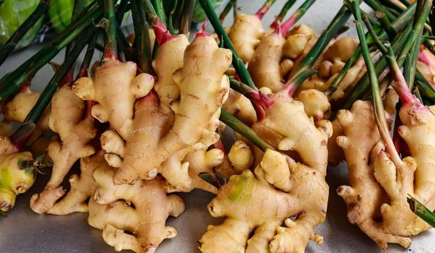 Ginger-Seeds.webp