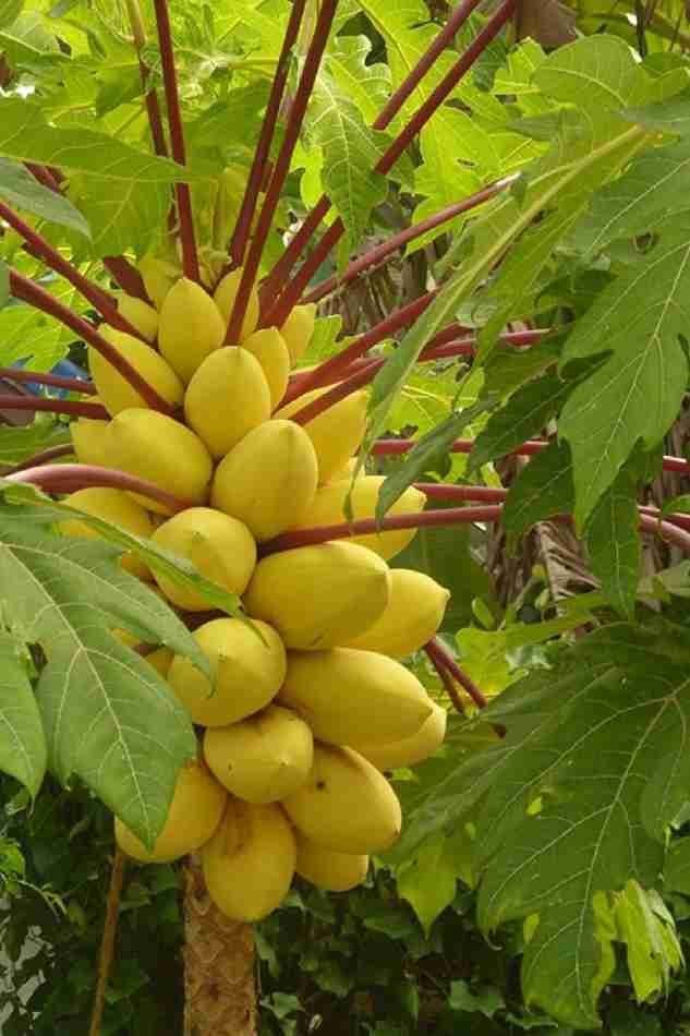 Golden-Papaya-Fruit.jpeg