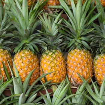 Golden-Pineapple-Fruit-BoxS.jpg