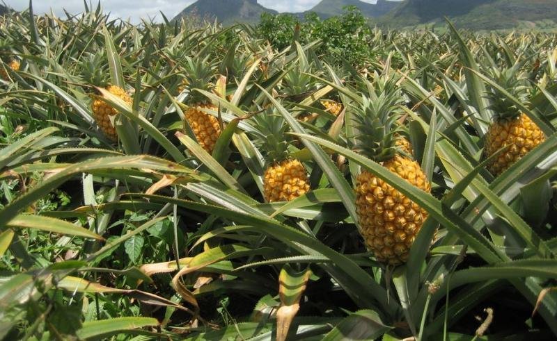 Golden-Pineapple-Fruit-BoxSS.jpg
