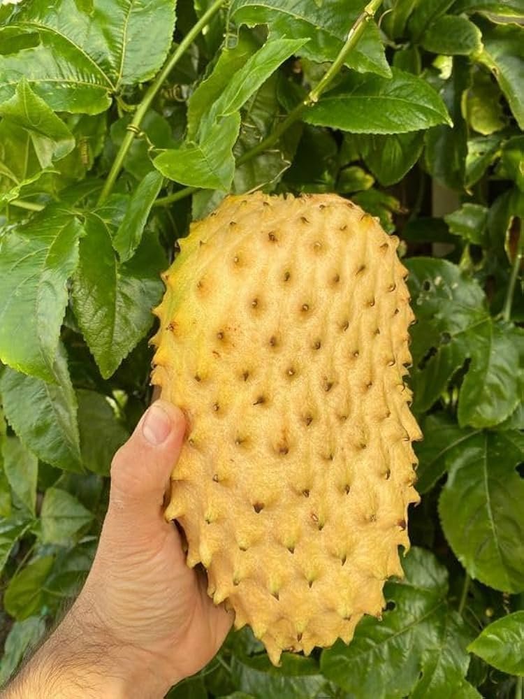 Golden-Soursop-Fruit-Box.jpg
