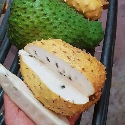 Golden-Soursop-Fruit-Boxes.jpg