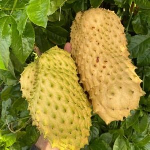 Buy Golden Soursop (Golden Guanabana) Fruit Box USA | Tropical Fruits Delivery