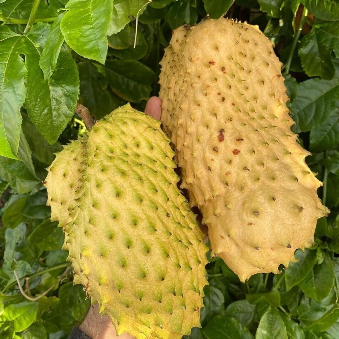 Golden-Soursop-Fruit-Boxs.jpg
