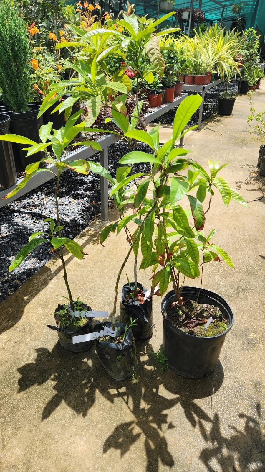 Grafted-Abiu-Fruit-plant.jpeg