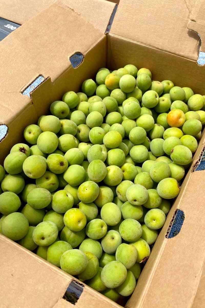 Green-Spanish-Plum-Fruit-.jpg