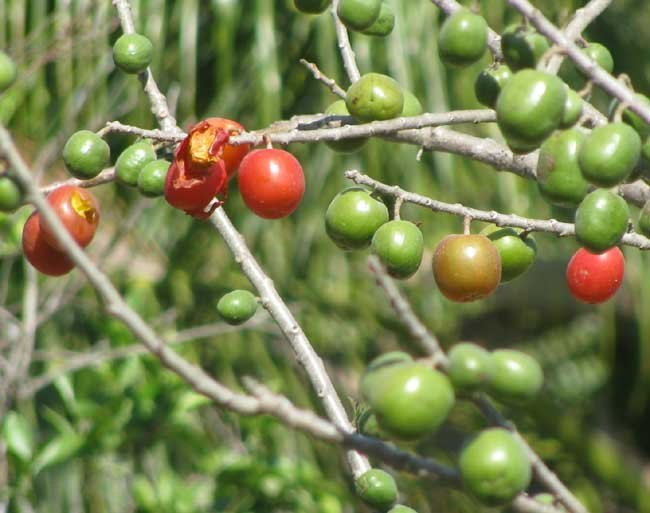 Green-Spanish-Plum-Fruit-Box.jpg