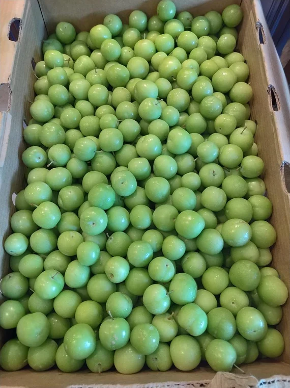 Green-Spanish-Plum-Fruit-BoxES.webp