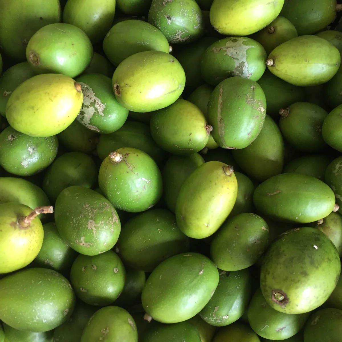 Green-Spanish-Plum-Fruit-BoxS.webp