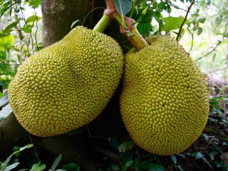 Jackfruit-Tropical-Fruit-Box.jpg