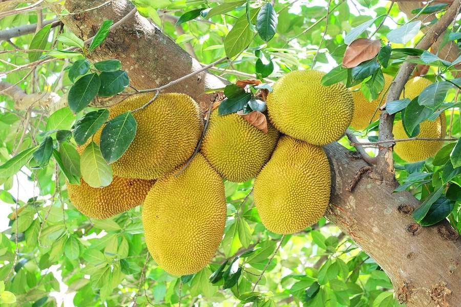 Jackfruit-Tropical-Fruit-BoxES.jpg