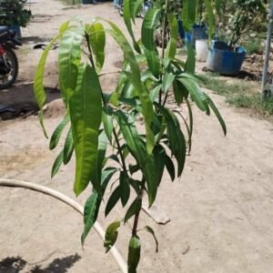 Premium Miyazaki Mango Grafted Plants | Japanese Mango Variety
