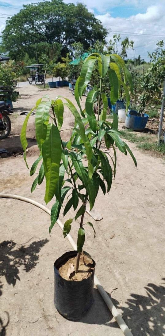 Japan-Hand-cultivated-mango-variety.jpeg
