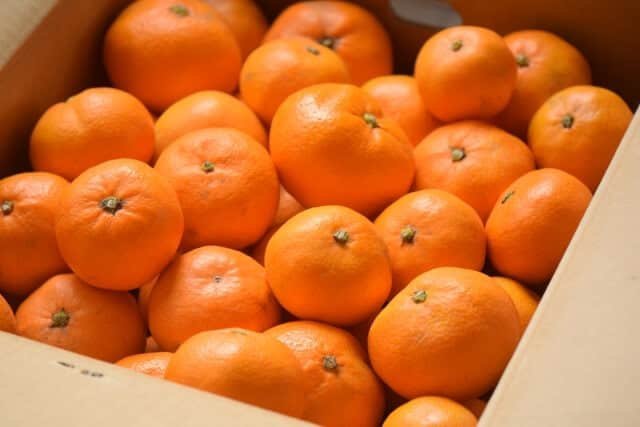 Japanese-Jelly-Orange-Fruit-Box.jpg