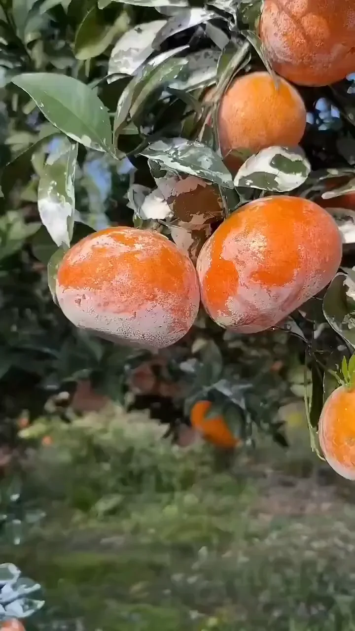 Japanese-Jelly-Orange-Fruit-BoxS.webp