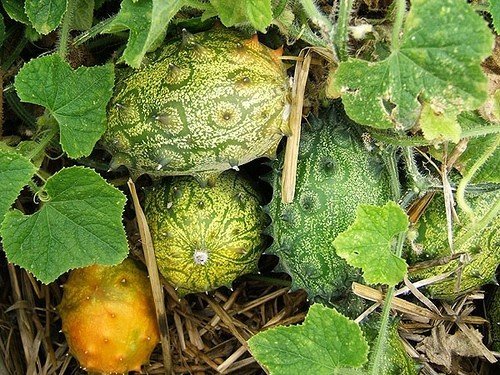 Kiwano-Melon-Fruit-Boxes.jpg