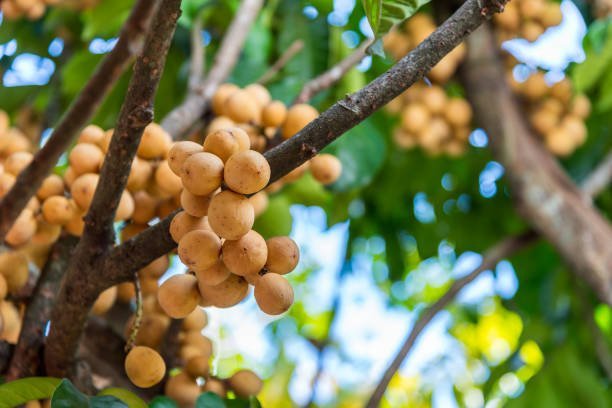 Lanzone-Fruit-BoxS.jpg
