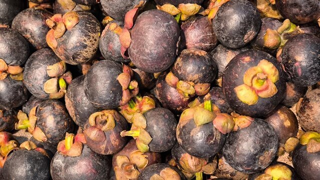 Mangosteen-Tropical-Fruit-.jpg
