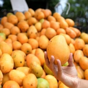 Buy Mingolo Mango fruit Box USA | Tropical Fruits Delivery