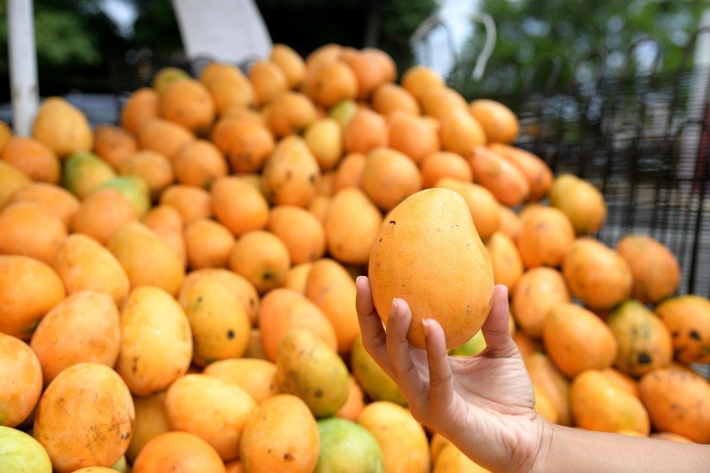 Mingolo-Mango-fruit-.jpeg