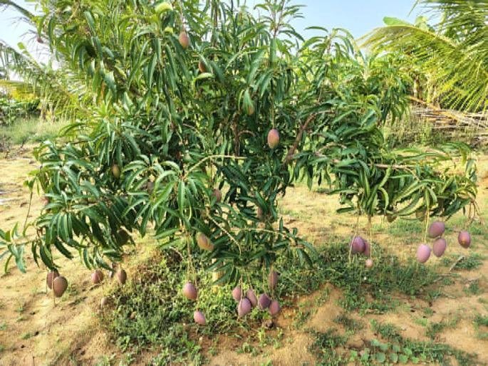 Miyazaki-mangoes-Fruit-Tree.jpeg