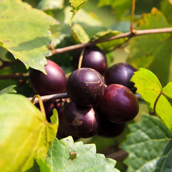 Muscadine-Grapes-Fruit-Box.webp